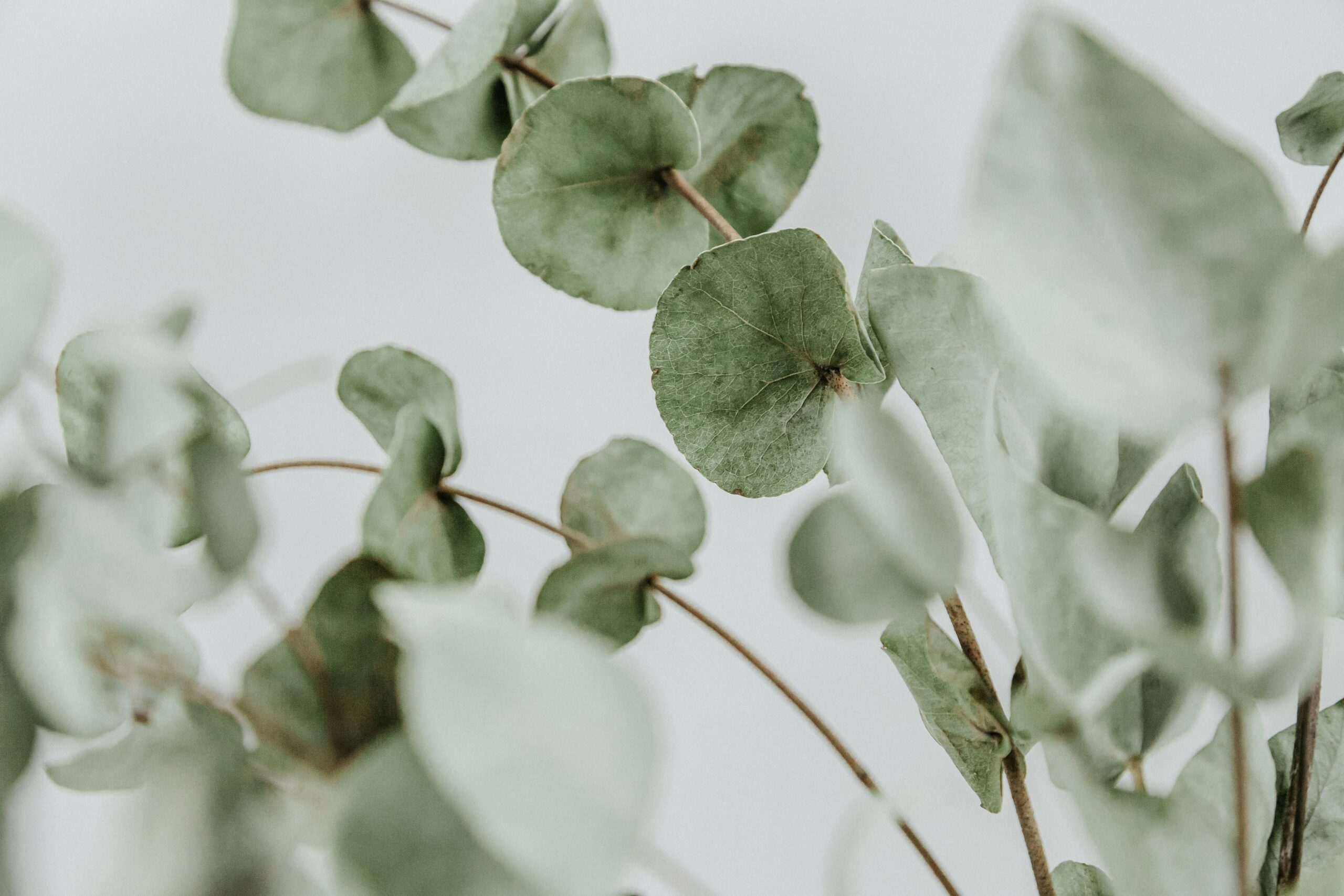 Feuilles d'eucalyptus en lumière douce — sérénité naturelle